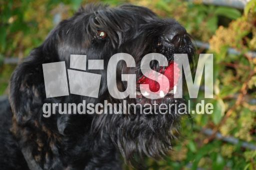 Riesenschnauzer3.JPG